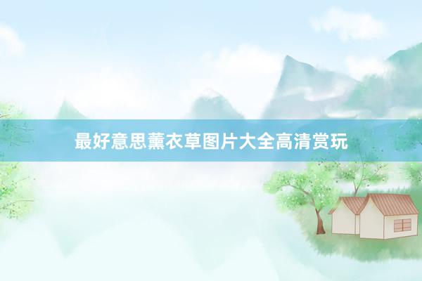 最好意思薰衣草图片大全高清赏玩