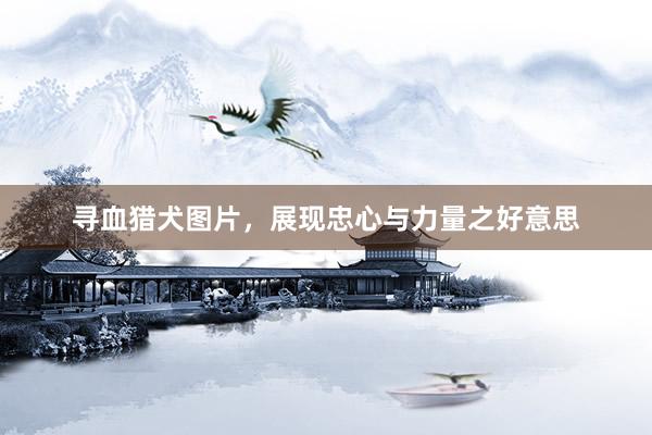 寻血猎犬图片,展现忠心与力量之好意思