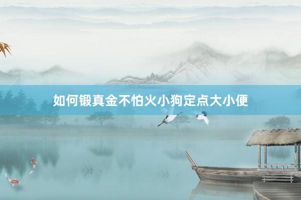 如何锻真金不怕火小狗定点大小便